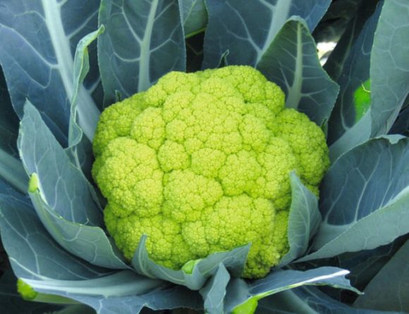cavoletti
