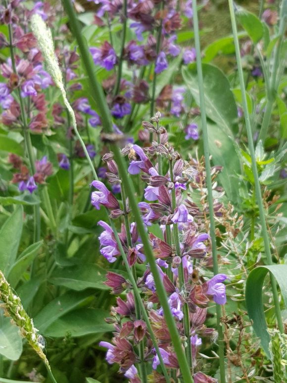 salvia